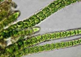 亚心形扁藻(GY-H5 Platymonas)