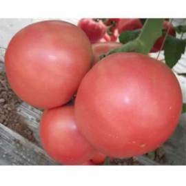 金粉13荷兰番茄种子|荷兰进口番茄种子