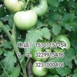 温室大棚番茄种子；荷兰番茄种子价格；粉果番茄种子