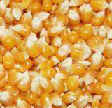 诚信求购玉米荞麦小麦高粱大豆麸皮棉粕等原料