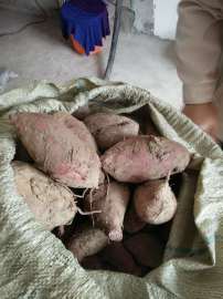 四川利众农业紫薯商薯产品